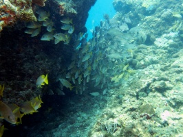 Manchones Reef IMG 3094
